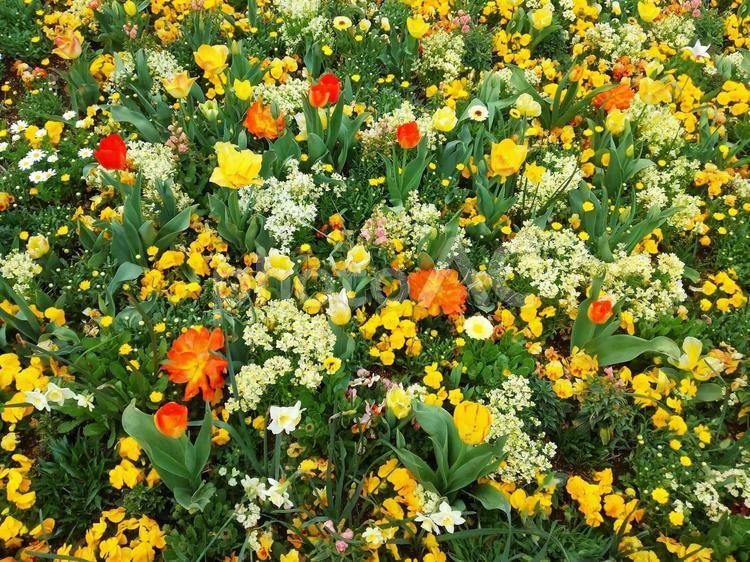 花ざかり　黄色と橙と白の花の絨毯 花,黄色,オレンジの写真素材