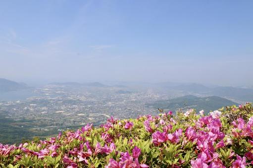 Photo, mt. ohira, azalea, flower, 