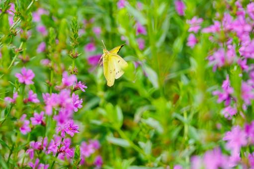 Lythrum salicaria and Colias moth⑹, JPG