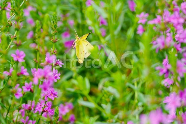 ミソハギとモンキチョウ⑹ 花,植物,ミソハギの写真素材