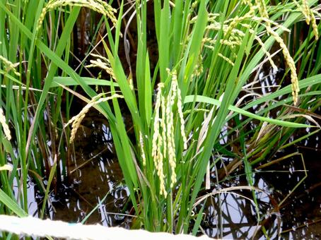9月下旬、穂が傾いてきた水田の稲 稲,米,穂の写真素材