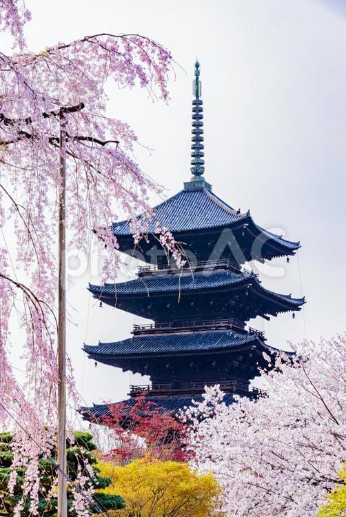 京都府　東寺の五重塔と桜のある風景 東寺,桜,五重塔の写真素材