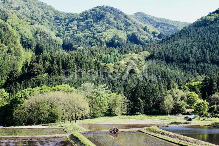 田植えの風景 田植え,稲作,田んぼの写真素材