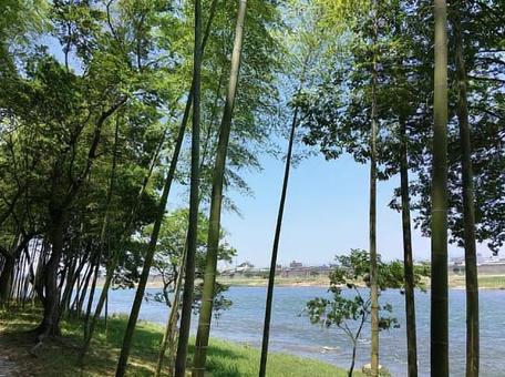 竹林と川4 竹林と川4の写真