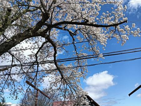 桜 桜の写真