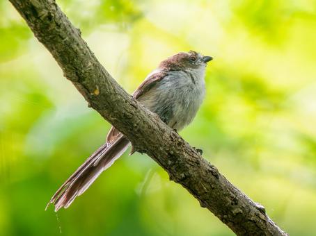 枝にとまるエナガ 枝にとまるエナガ エナガ,野鳥,鳥の写真素材