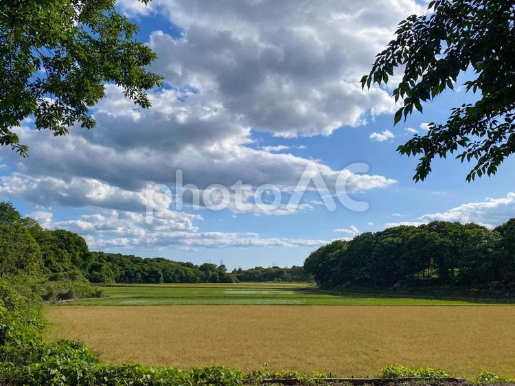 田園風景（土浦市小高、5月） 田舎,田園,風景の写真素材