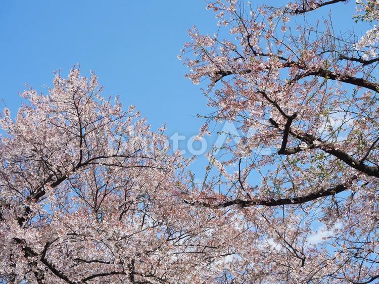 春、桜の木と青空 春,桜,花の写真素材