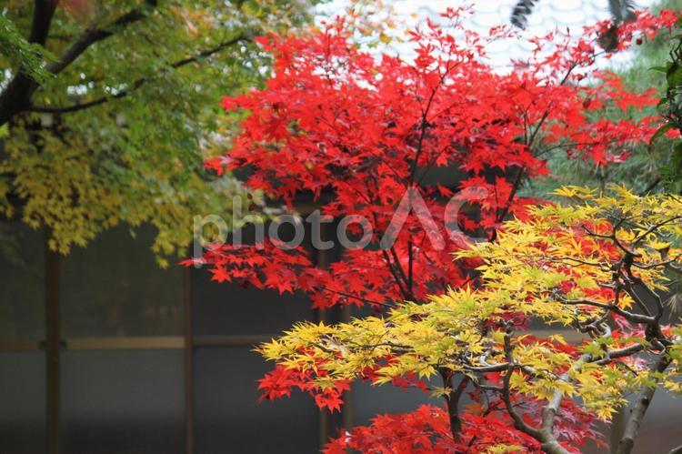 赤と黄のもみじ　紅葉　 もみじ,モミジ,紅葉の写真素材
