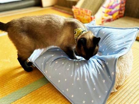 Photo, siamese cat, cat bed, cooling pad, 