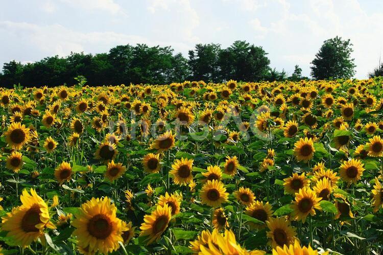 北竜町のひまわり畑 ひまわり畑,旅行,夏の写真素材