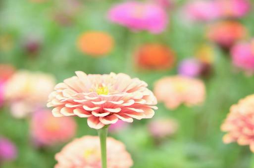 花 花の写真