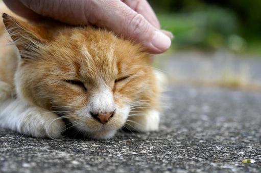 まったり野良猫 まったり野良猫の写真