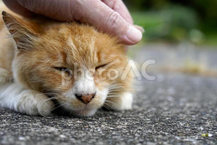 まったり野良猫 ネコ,かわいい,ねこの写真素材