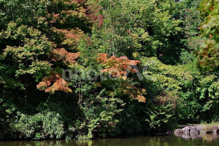 秋の始まり 紅葉,始まり,イロハモミジの写真素材