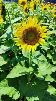 夏を抱きしめる花畑 夏を抱きしめる花畑の写真