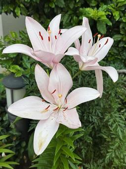 Photo, lily, early summer flowers, flower, 