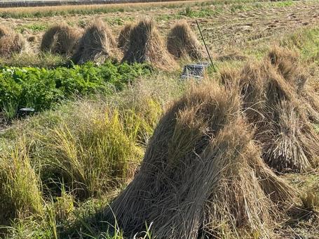 藁立て　稲わら立て　収穫後　秋　藁ぼっち 藁立て,稲わら立て,収穫後の写真素材