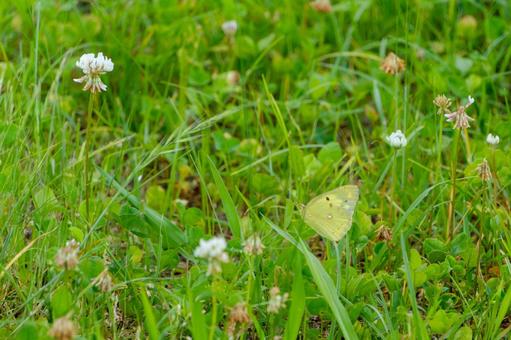A Colias butterfly fluttering across a field of white clover, JPG