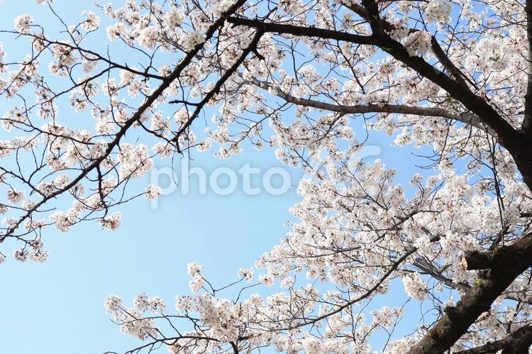 青空の中で綺麗に咲く満開の桜 桜,春,花の写真素材