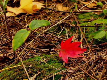 日本の紅葉の写真