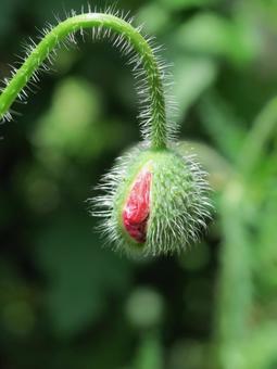 ポピーのつぼみ ポピーのつぼみ ポピー,赤,花の写真素材