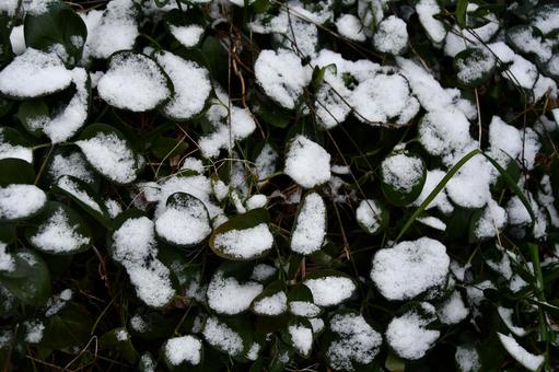 ツルニチニチソウの葉に積もった雪 冬,雪,ツルニチニチソウの写真素材