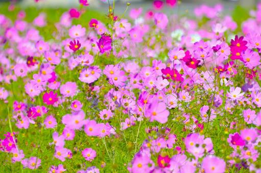 爽やかで可愛い コスモスの花 爽やかで可愛い コスモスの花の写真
