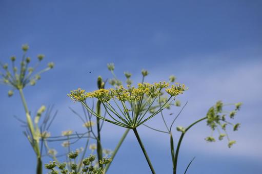 青空と黄色い小さな花のウイキョウ 青空と黄色い小さな花のウイキョウ 青空,黄色い,小さな花の写真素材