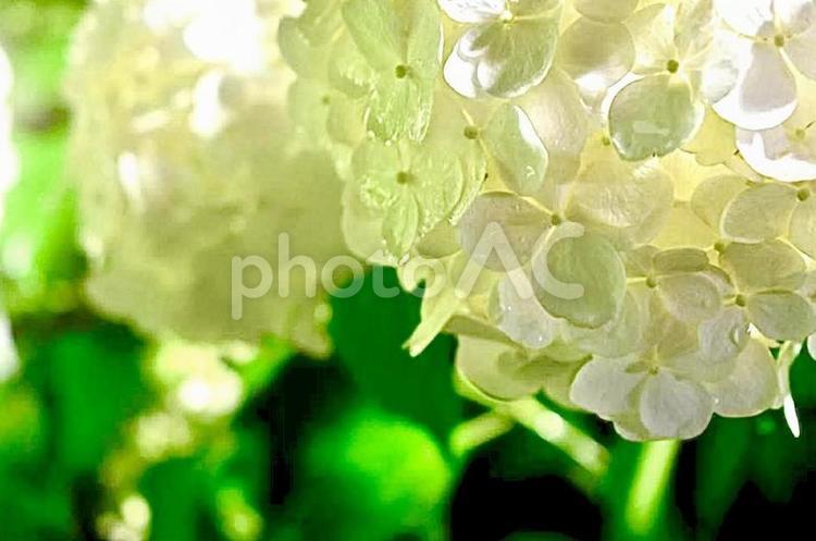 雨上がりのまっしろなあじさい あじさい,アジサイ,紫陽花の写真素材