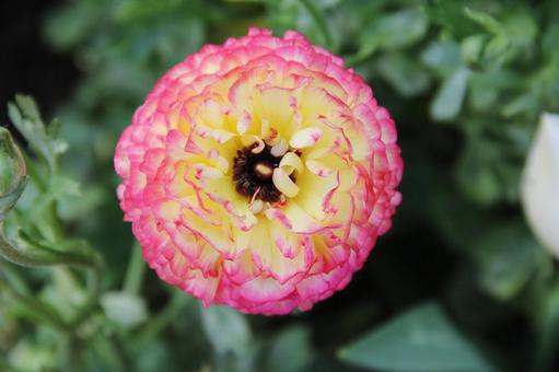 ラナンキュラス・花金鳳花のマクロ写真 ハナキンポウゲ,自然風景,色鮮やかの写真素材