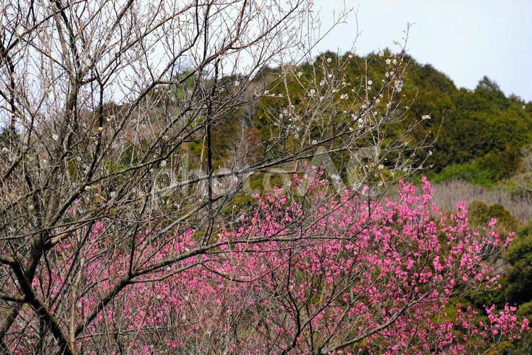 増位山随願寺　梅園 梅,うめ,ウメの写真素材