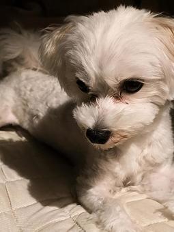 マルチーズ マルチーズ 犬,マルチーズ,ペットの写真素材