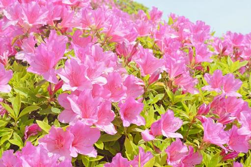 美しいつつじの花と青空風景 美しいつつじの花と青空風景 つつじ,ツツジ,アザレアの写真素材