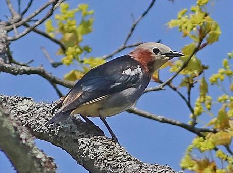 コムクドリ オス コムクドリ オスの写真