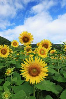 ひまわり畑 ひまわり畑 向日葵,ひまわり畑,ひまわりの写真素材