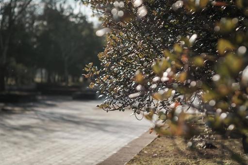 公園の木 公園の木の写真