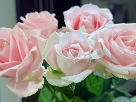 ピンクのかわいいバラ ピンクのかわいいバラ 秋,薔薇,花の写真素材