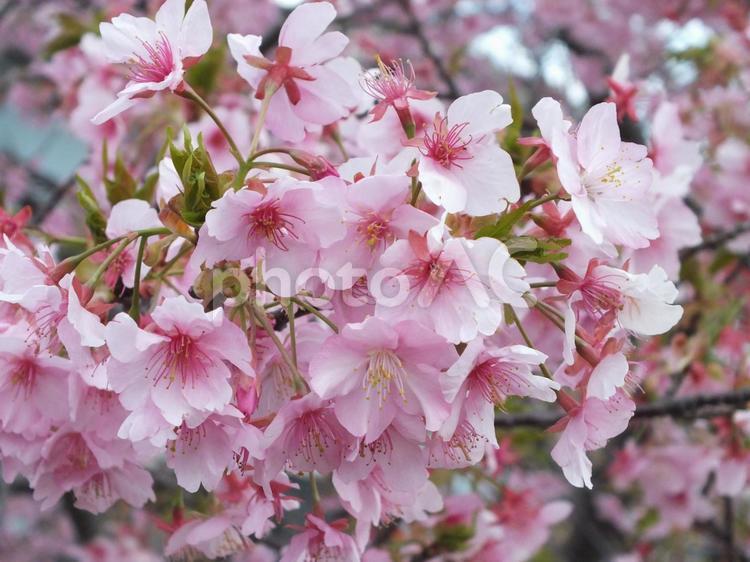 河津桜　美しいピンクの濃淡 河津桜,桜,早咲きの写真素材