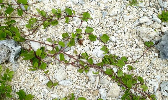 化石珊瑚の砂浜に伸びる蔦 化石珊瑚の砂浜に伸びる蔦 砂浜,蔦,化石珊瑚の写真素材