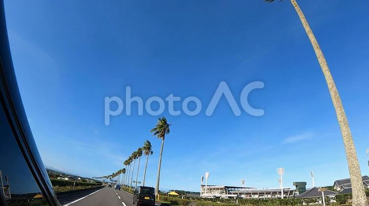 青い空とヤシの木 椰子の木,ヤシの木,車窓の写真素材