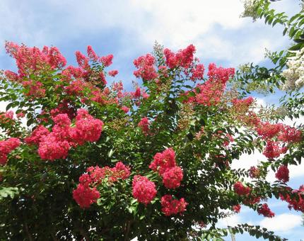 百日紅(紅) 百日紅(紅)の写真