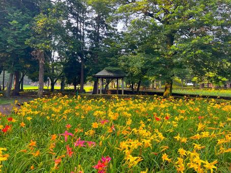 【古河】鮮やかなキスゲの風景 【古河】鮮やかなキスゲの風景の写真