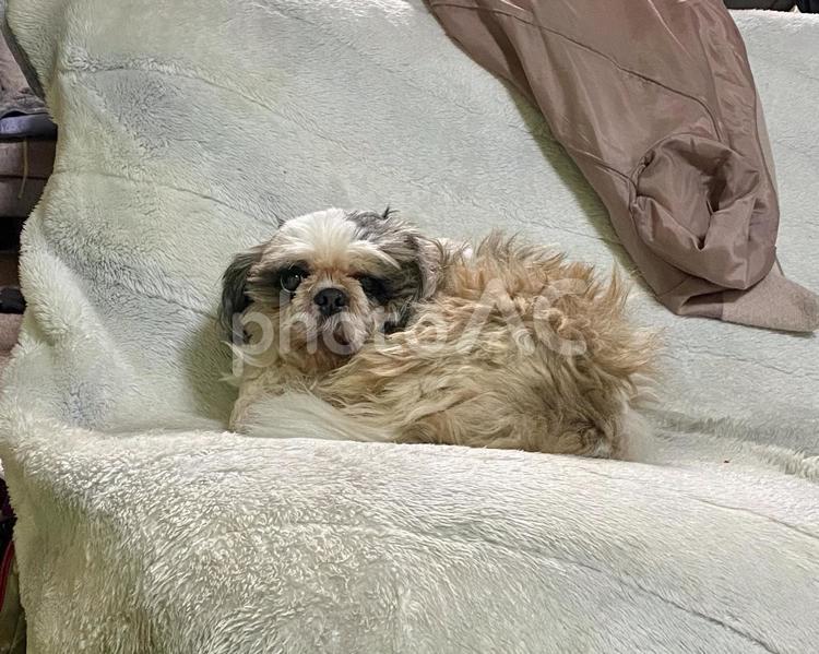 ソファで丸くなるシーズー犬さん シーズー,犬,ソファの写真素材