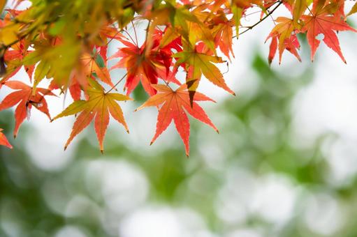 紅葉 紅葉の写真