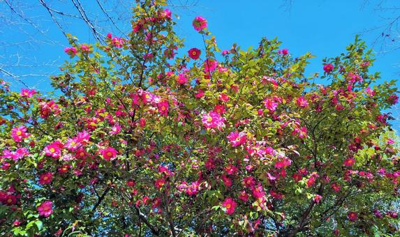 山茶花 山茶花の写真