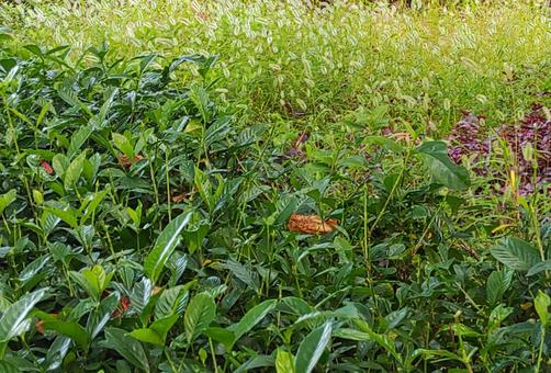 ねこじゃらし 植物,枝,ねこじゃらしの写真素材