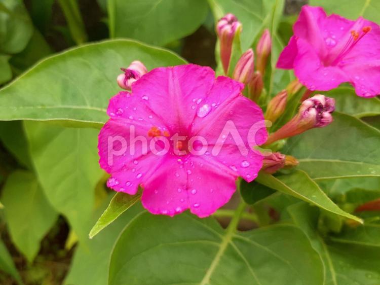 通り雨の後のオシロイバナ オシロイバナ,白粉花,白粧花の写真素材