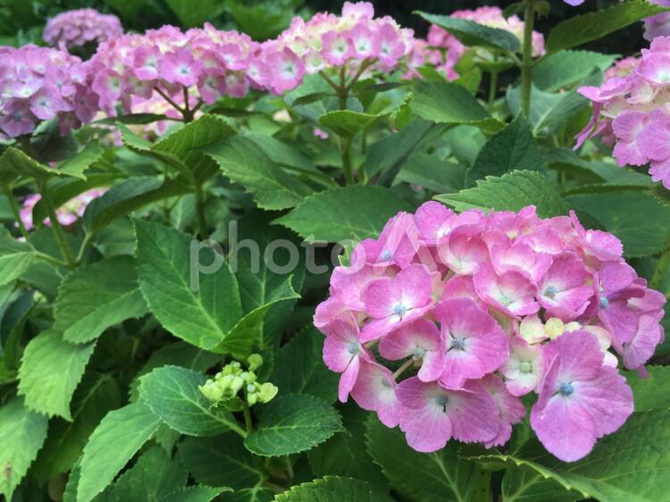 紫陽花　花　植物　６月　梅雨　雨　イメージ　写真 アジサイ,紫陽花,花の写真素材