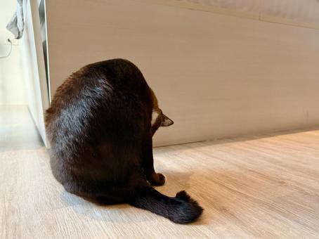 毛繕いする黒猫としっぽ 毛繕いする黒猫としっぽ 猫,ネコ,ねこの写真素材